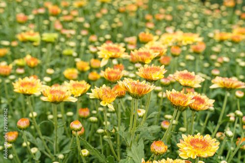 Fototapeta Naklejka Na Ścianę i Meble -  Chrysanthemum flowers blooming in a garden. (selective focus)