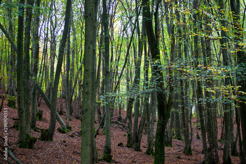 Herbstwald 