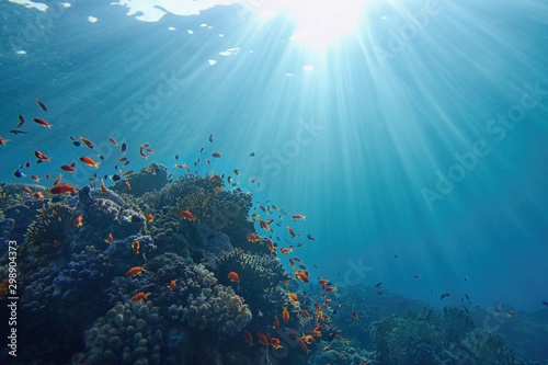 Fototapeta Naklejka Na Ścianę i Meble -  Life-giving sunlight underwater. Sun beams shinning underwater on the tropical coral reef. Ecosystem and environment conservatio