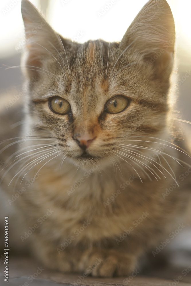 Cute tabby cat relaxed outdoors, close up portrait