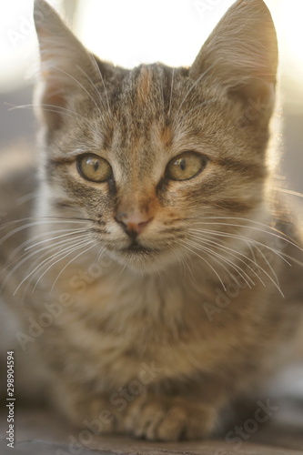 Cute tabby cat relaxed outdoors, close up portrait © Omega