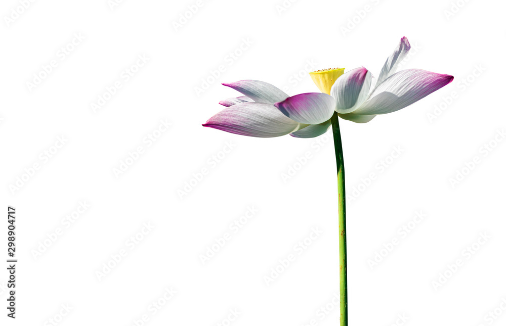 Beautiful pink lotus flower isolate on white background.