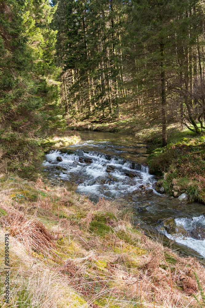 stream in the forest in Wales. stream in the forest in Wales.
