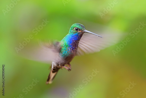 White-tailed Hillstar - Urochroa bougueri, beautiful colored hummingbird from Andean slopes of South America, Hollin waterfall, Ecuador. © David
