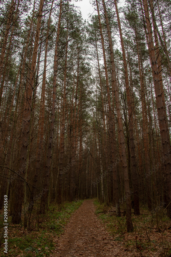 Glade in the autumn gloomy pine forest. Cloudy November day. Forest landscape. Glade in the autumn gloomy pine forest. Cloudy November day. Forest landscape.