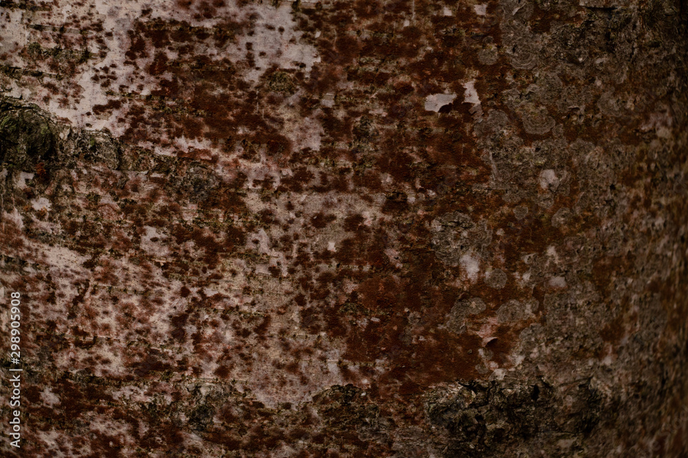 The bark of an old pine tree closeup. Wood texture. The bark of an old pine tree closeup. Wood texture.