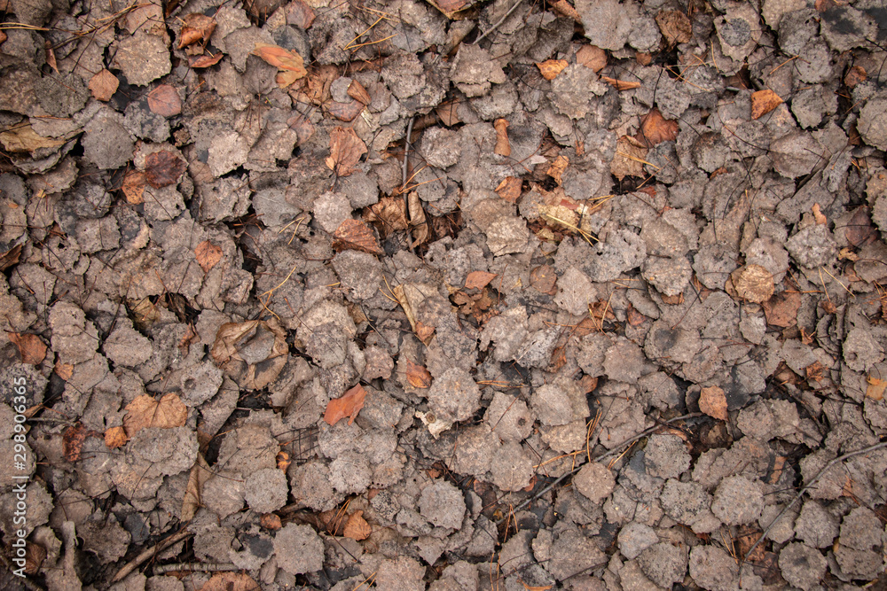 The ground is strewn with autumn dry fallen leaves in the forest. Floral brown and orange background close-up. The ground is strewn with autumn dry fallen leaves in the forest. Floral brown and orange background close-up.