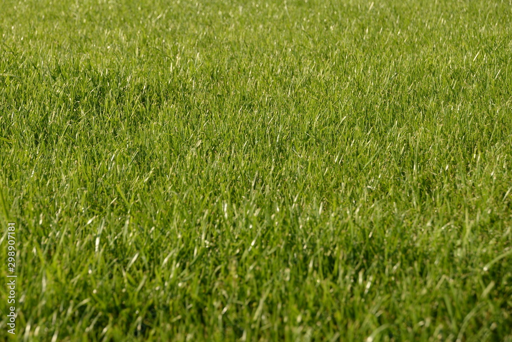 green grass, lawn in the garden. Gardening, landscaping green grass, lawn in the garden. Gardening, landscaping