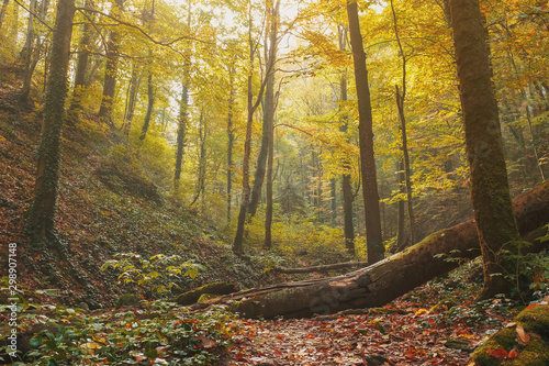 Autumn forest with trees and golden foliage in the riverbed  with soft sunlight.