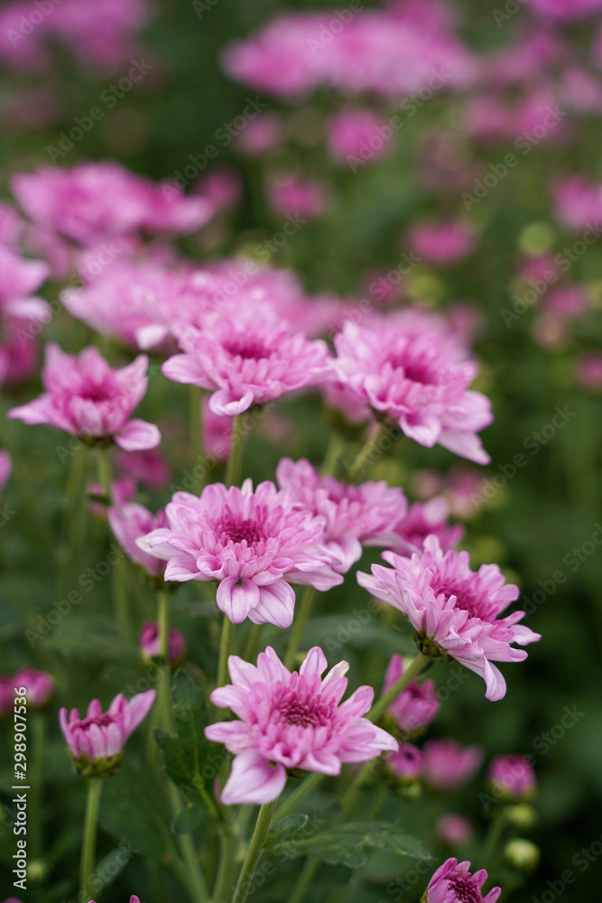 close up Chrysanthemum flower blooming in the garden