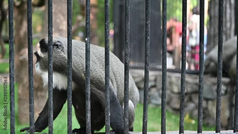 animals in captivity are locked in a zoo cage. monkey