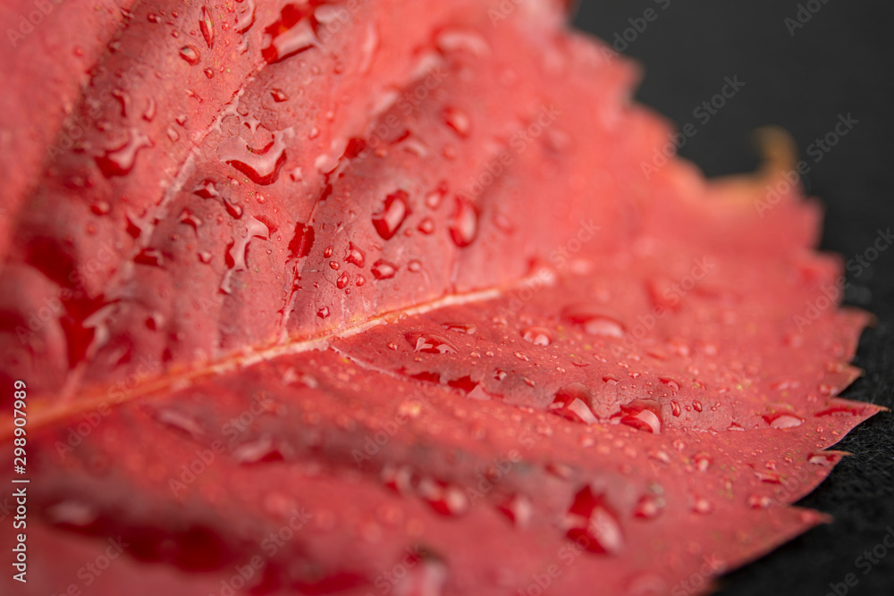 Autumn in orange: angled close up view of a red wisteria leaf with dewdrops in black background Autumn in orange: angled close up view of a red wisteria leaf with dewdrops in black background