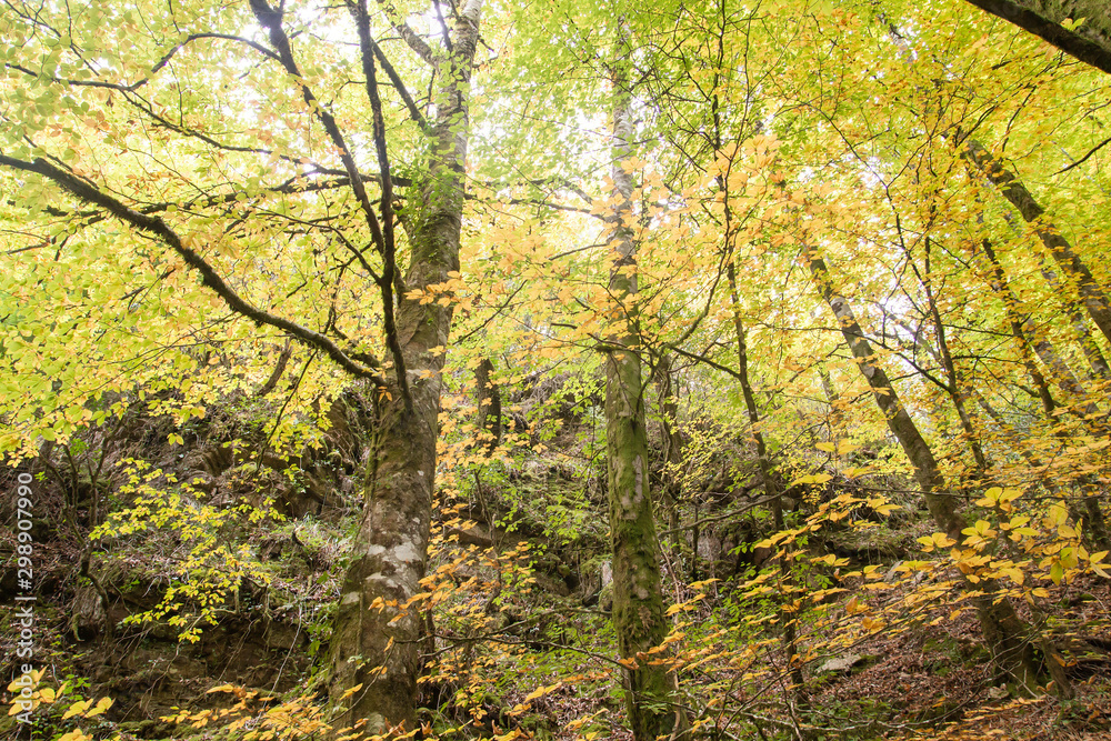Beech trees with autumnal foliage