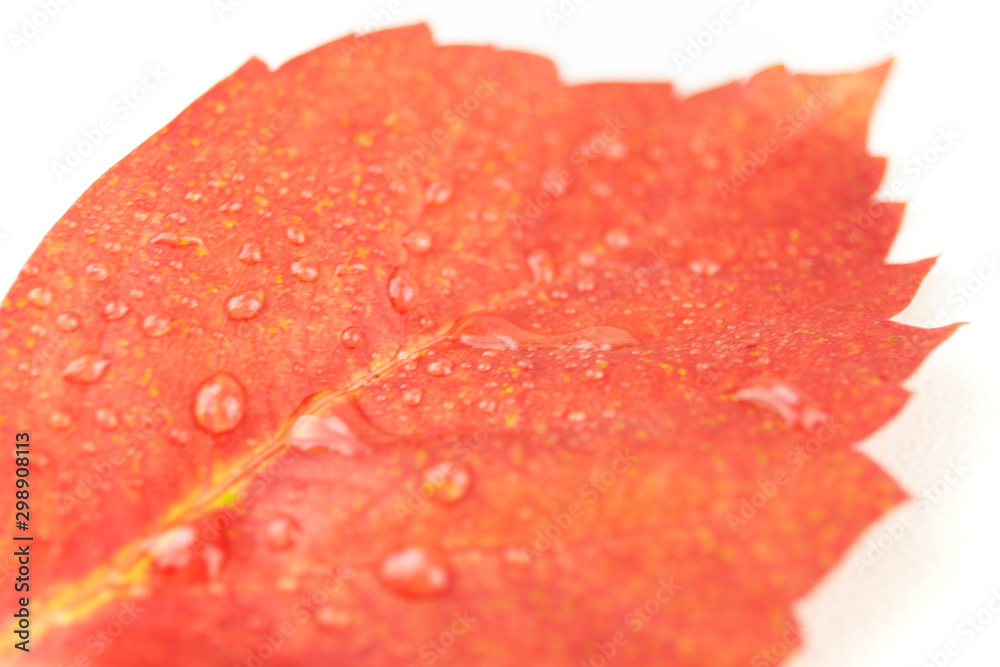Autumn in orange: angled close up view of a red wisteria leaf with dewdrops on a white background Autumn in orange: angled close up view of a red wisteria leaf with dewdrops on a white background