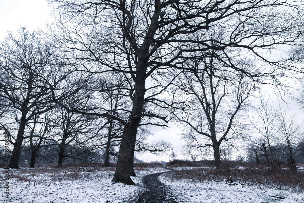 Winter landscape in Richmond Park Winter landscape in Richmond Park