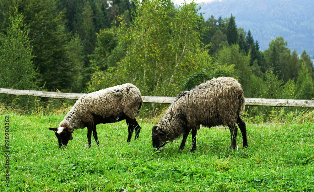  Two sheep on green meadow eating grass.