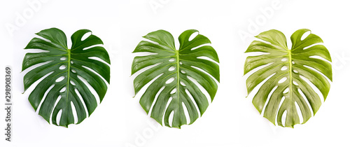 Monstera green leaf isolated on white background