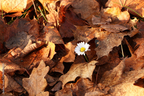 Daisy flower in the autumn forest.