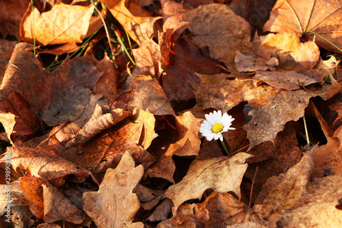 Daisy flower in the autumn forest.