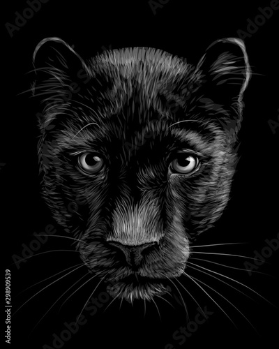 Panther. Artistic, sketchy,  black and white portrait of a panther head on a black background.