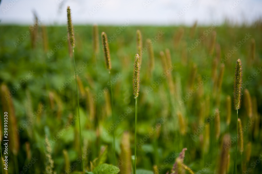 ukrainian field of wheat ukrainian field of wheat