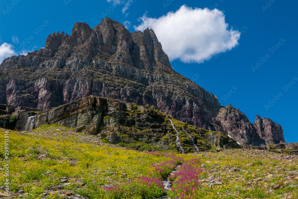 Wild flowers and mountain meadows along the Hidden Pass Trail in Logan Pass area of Glacier National Park, Montana, USA