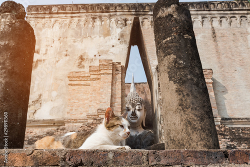 a cat at Wat Si Chum temple in Sukhothai Historical Park, a UNESCO world heritage site ,Sukhothai, Thailand