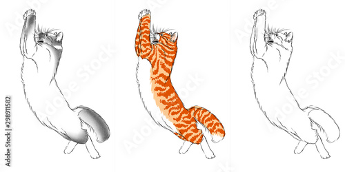 Three cats standing on the back paws  a seal point one  a red one and a white one