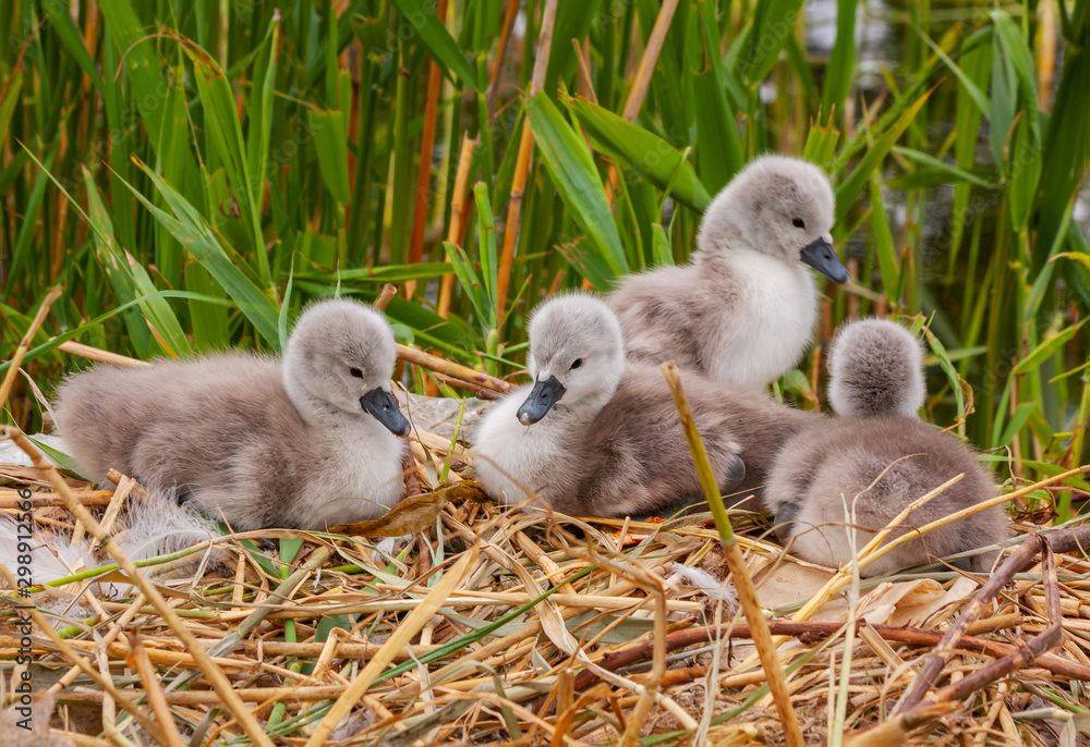 Four baby mute swan cygnets chicks signets, Cygnus olor, on nest at Grand Canal, Dublin, Ireland. Fluffy young birds with soft down. Green reeds in background. Four baby mute swan cygnets chicks signets, Cygnus olor, on nest at Grand Canal, Dublin, Ireland. Fluffy young birds with soft down. Green reeds in background.