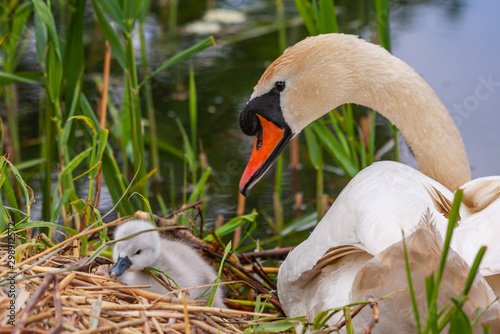 Mute swan cygnet chick with mother, Cygnus olor, climbing onto nest at Grand Canal, Dublin, Ireland.  Young fluffy baby swan with soft down beside female. Orange beak, white feathers, green reeds