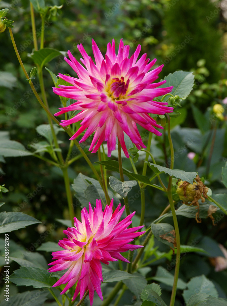 red flowers of dahlia plant in a garden red flowers of dahlia plant in a garden