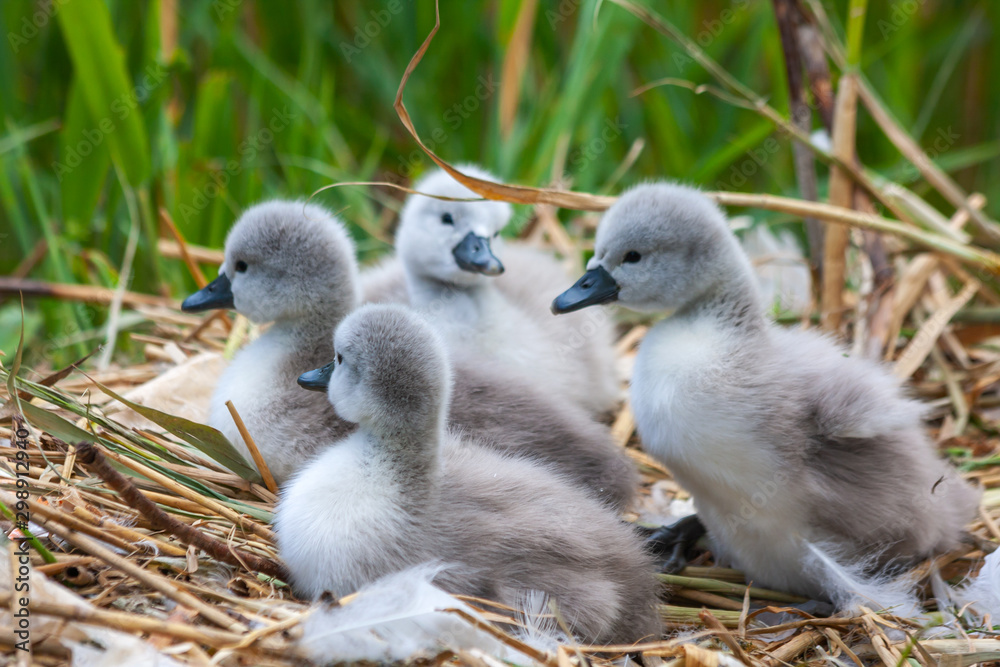 Mute swan baby cygnets, Cygnus olor, on nest at Grand Canal, Dublin, Ireland. Four fluffy chicks with green reeds in background. Mute swan baby cygnets, Cygnus olor, on nest at Grand Canal, Dublin, Ireland. Four fluffy chicks with green reeds in background.