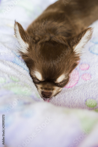 cucciolo di chihuahua © boris1979