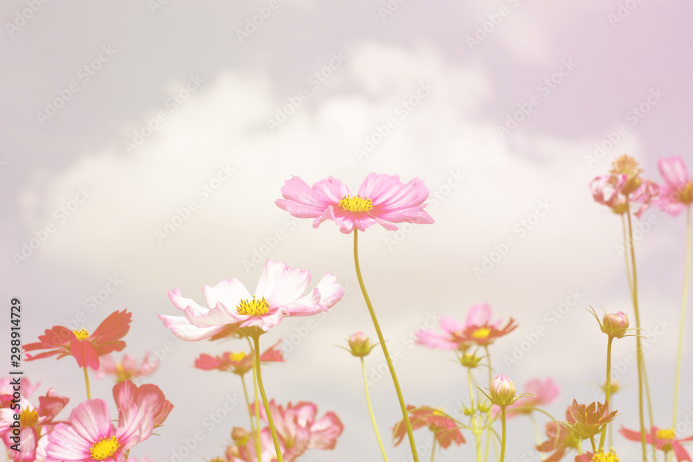 Cosmos flowers look beautiful and sweet pink.