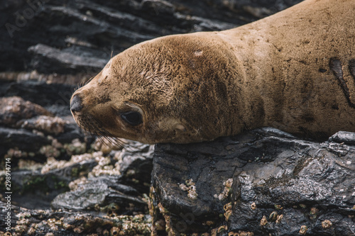 sea lion photo