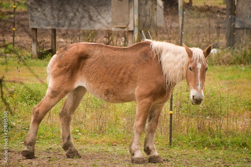 a horse at the farm