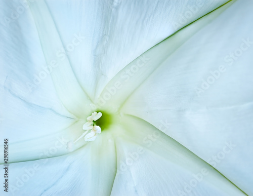 Moon flower (Ipomoea alba); close-up of flower center photo