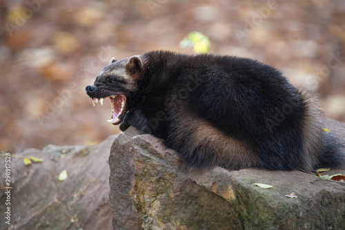 Fototapeta Naklejka Na Ścianę i Meble -  Yawning wolverine lying on the stone in autumn forest. Snarling jaws of the furry carcajou or skunk bear (Gulo gulo) with sharp long fangs.