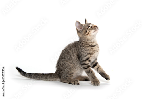 Cute kitten playing on white background © Tony Campbell