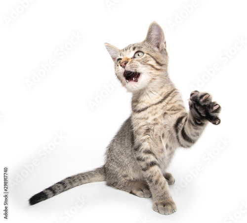 Tabby kitten swinging its paw