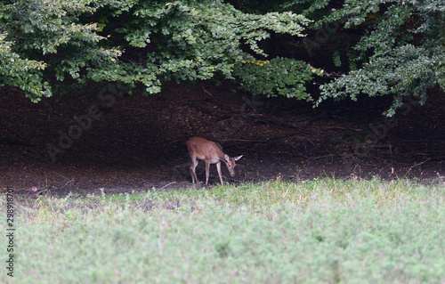 Doe deer comes out of the forest on a mud during pairing season