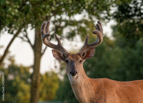 White-tailed deer buck with velvet antlers