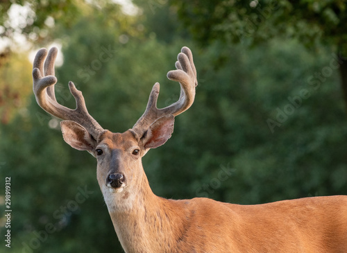 White-tailed deer buck with velvet antlers