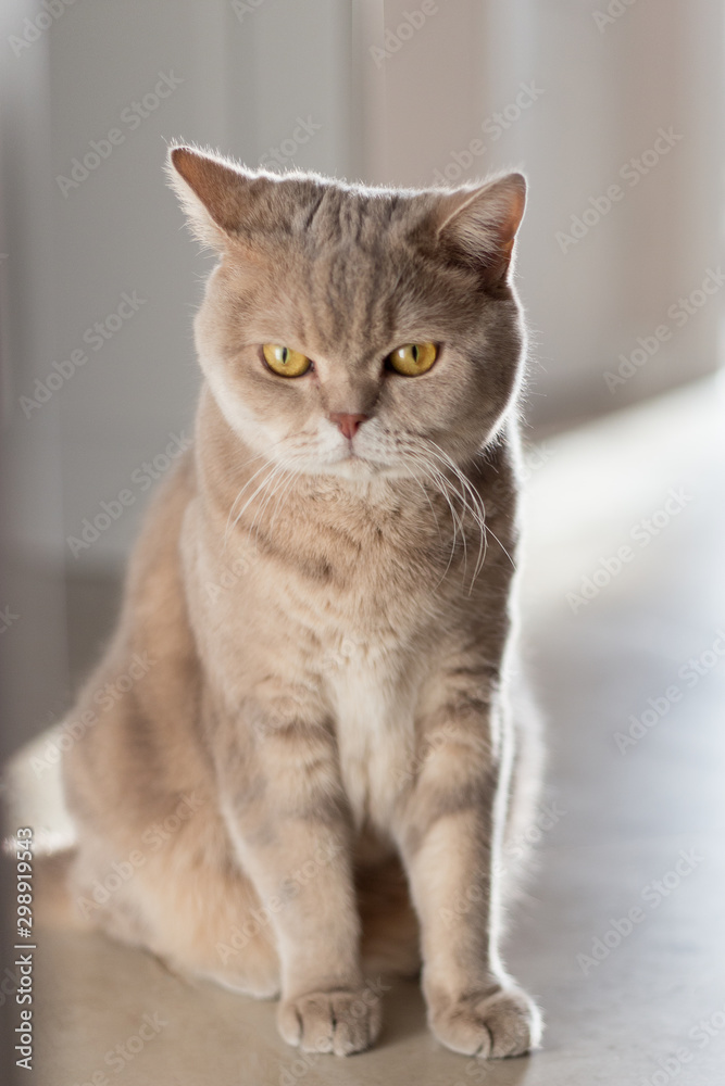 Beige cat sitting on the floor