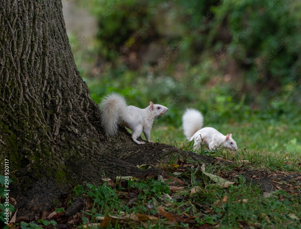 Two white squirrels