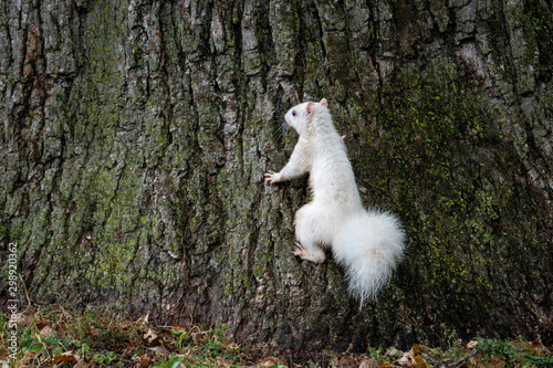 White squirrel on a tree photo