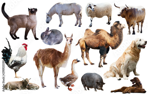 collection farm animals