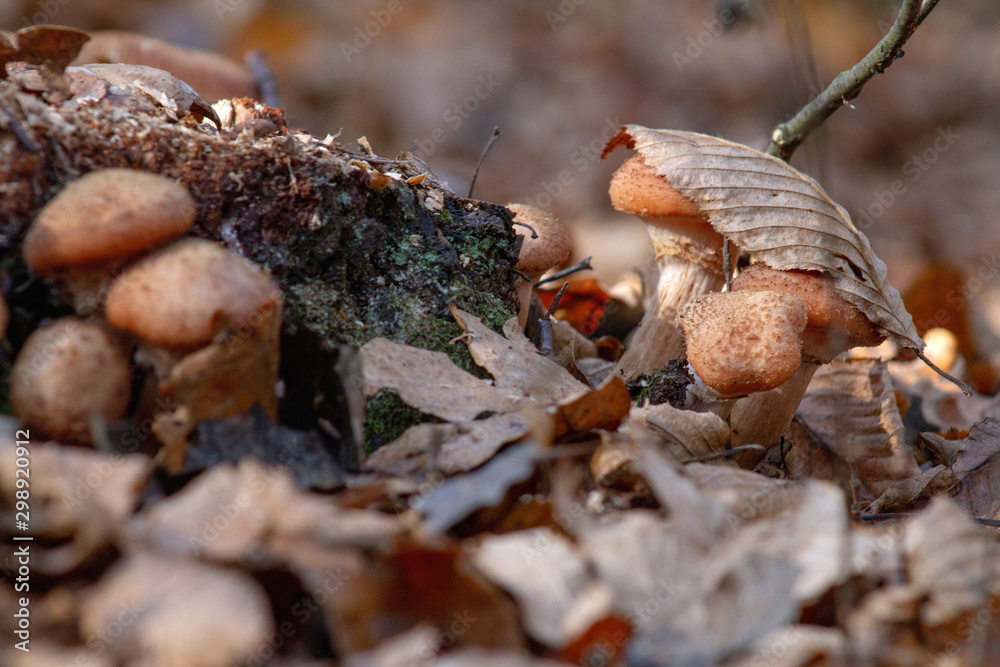 Obraz premium mushrooms in forest