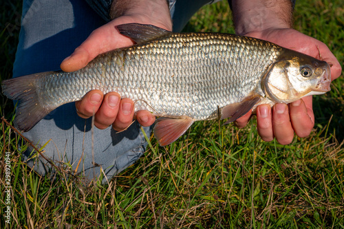 Fototapeta Naklejka Na Ścianę i Meble -  Catching a beautiful chub in the river the IJssel in the Netherlands, nearby the city Deventer