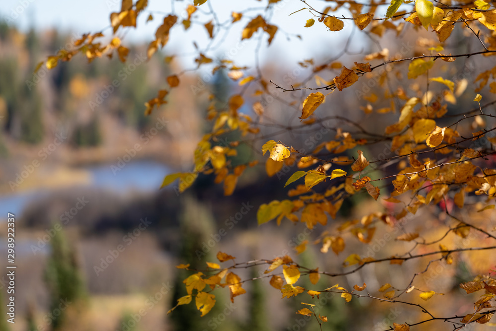 Beautiful yellow fall leaves, right-aligned, with blurred autumn background